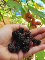 Edible Landscaping & Fruit Tree Nursery image 7